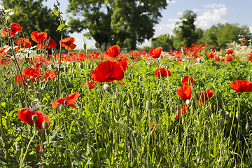 Image showing Red poppies fields