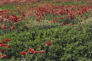 Image showing Red poppies fields