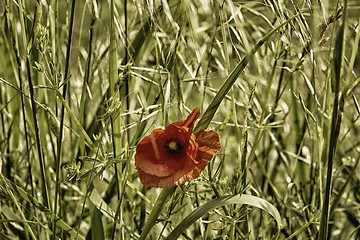 Image showing Red poppy on green field 