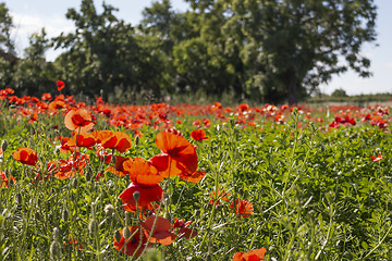 Image showing Red poppies fields