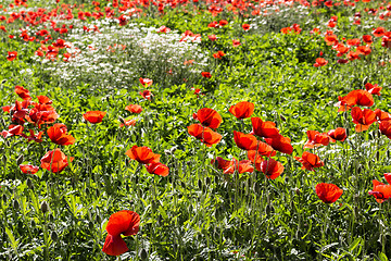 Image showing Red poppies fields