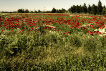 Image showing Red poppies fields