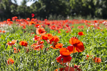 Image showing Red poppies fields