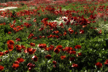 Image showing Red poppies fields