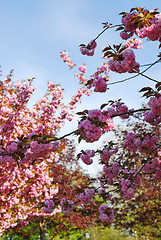 Image showing Blooming orchard