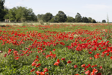 Image showing Red poppies fields