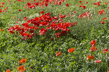 Image showing Red poppies fields