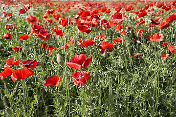 Image showing Red poppies fields