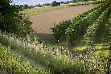 Image showing Peach trees rows