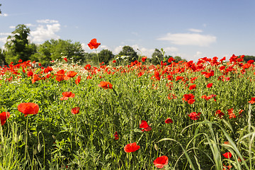 Image showing Red poppies fields