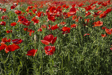 Image showing Red poppies fields