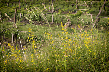 Image showing Green weeds background