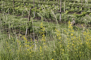 Image showing Green weeds background