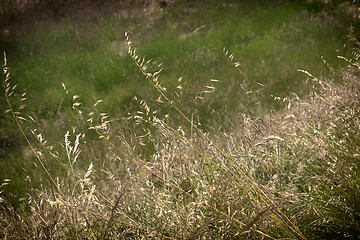Image showing Green weeds background