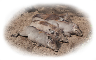 Image showing Four adult warthogs resting