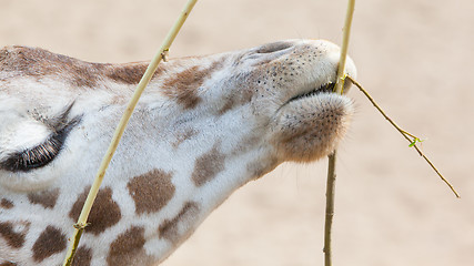 Image showing Giraffe eating