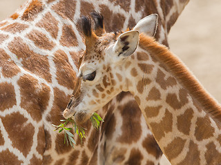 Image showing Young giraffe eating