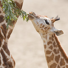 Image showing Young giraffe eating