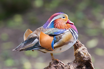 Image showing Mandarin duck