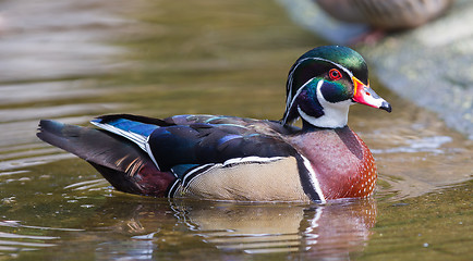 Image showing Male wood duck