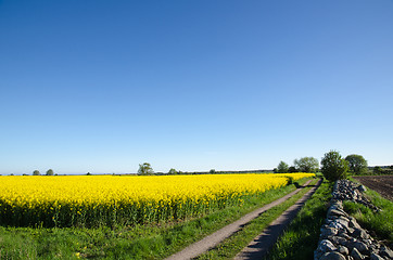 Image showing Canola field