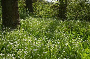 Image showing Shiny forest glade