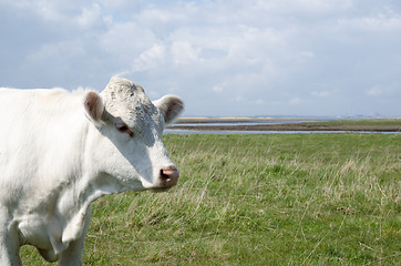 Image showing Cow portrait