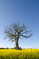 Image showing Dead oak in canola field