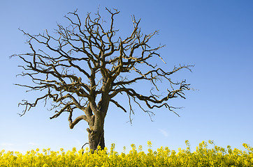 Image showing Lone dead tree