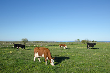 Image showing Grazing cattle at spring