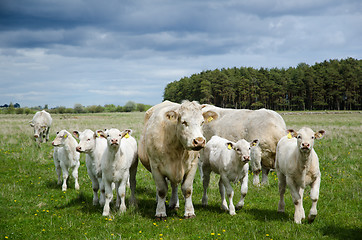 Image showing Cows on the go
