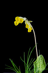 Image showing Cowslip flower on black