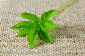 Image showing Ground Elder with dew drops