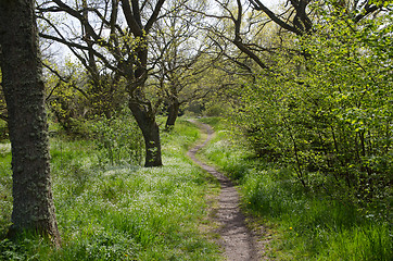 Image showing Green Tender Path