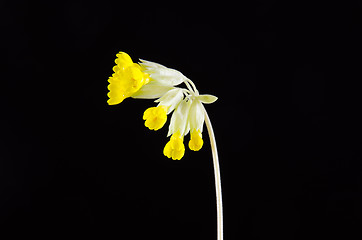 Image showing Cowslip closeup