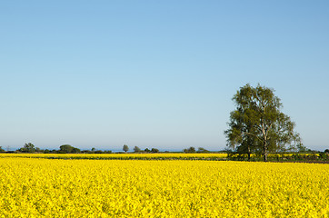 Image showing Canola Fields Landscape