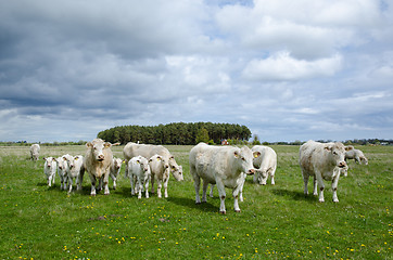 Image showing Cattle at spring