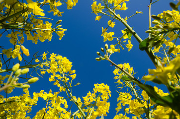 Image showing Canola Field From Below