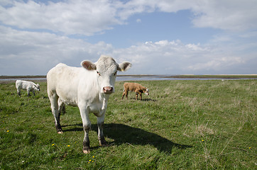 Image showing Cattle at coastal pastureland