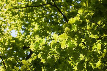 Image showing green oak leaves