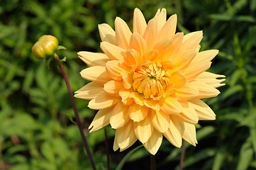 Image showing Dahlia