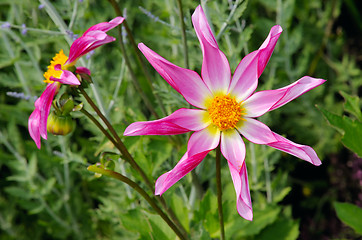 Image showing Dahlia, variety Marie Schnugg