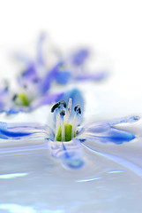 Image showing Floating flowers