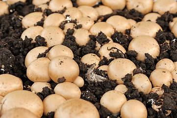 Image showing Champignon