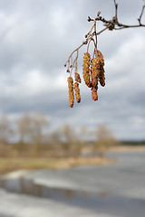 Image showing Spring landscape 