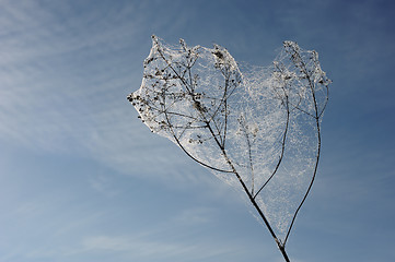 Image showing Drops of dew on a spider web 