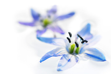 Image showing Floating flowers