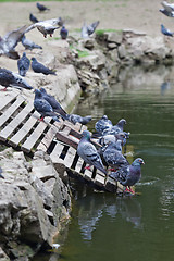 Image showing Pigeons in the park