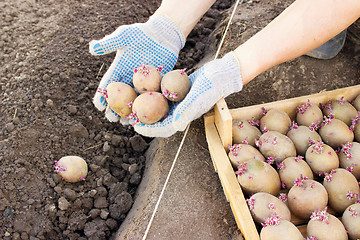 Image showing Farmer planting sprouts potatoes in spring