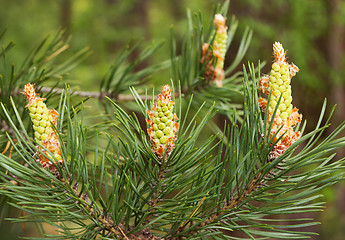 Image showing Flowering in May pine in central Russia